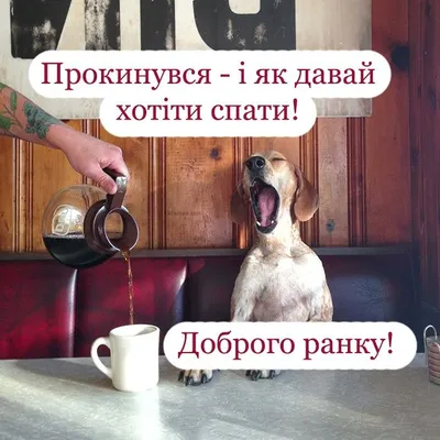 Смішні картинки Доброго ранку | Humor, Dogs, Animals