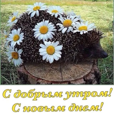 KRONOS GYM: Доброго солнечного утра, Друзья! на Кушва-онлайн.ру