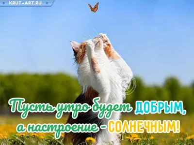 Картинка: Хорошего утра и теплого дня!