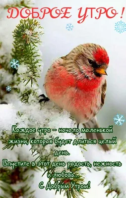 ДОБРОЕ УТРО! 🎄💖⛄🍒❄🎇❄🍒⛄💖🎄 ХОРОШЕГО НАСТРОЕНИЯ В ЛЮБУЮ ПОГОДУ! 🌨☀❄ |  Доброе утро, Зимние цитаты, Зимние картинки