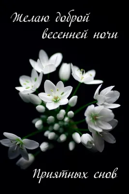 Картинки с пожеланиями доброй весенней ночи (48 фото) » Юмор, позитив и  много смешных картинок