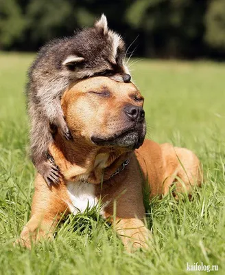 Самые позитивные и добрые фото недели (60 фотографий) | Funny animals, Cute  animals, Animals friendship
