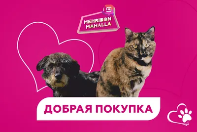 Котёнок Тиграша в добрые руки в СПб | Пикабу