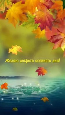 Чудесного осеннего дня #осень #день #хорошегодня #позитив #настроение |  TikTok