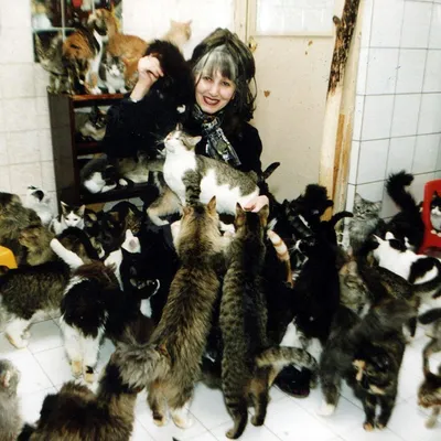 Я живу с 26 котами и кошками, подобранными на улице, и трачу на них все,  что зарабатываю