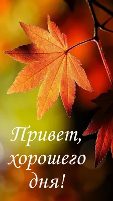 Осень - осень, добрый день! | Мария Журавлева | Дзен