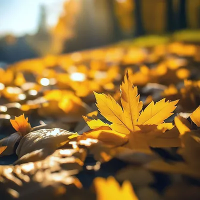 Осенние картинки с добрым утром: красивые и прикольные