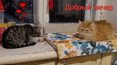 Доброго вечера! | Sweet dreams, Cats, Animals