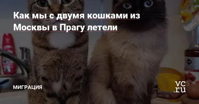 Календарики с кошками. в дар (Тверь, Москва, Самара). Дарудар