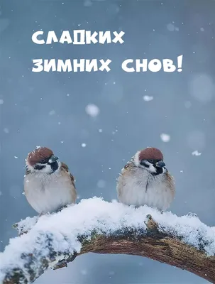 Зимние картинки \"Спокойной Ночи!\" (258 шт.)