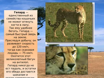 Презентация на тему животные африки - фото и картинки abrakadabra.fun