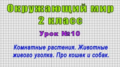 Сообщение с рисунком о животном (48 фото) » рисунки для срисовки на  Газ-квас.ком