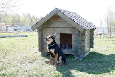 Как сделать домик для собаки?