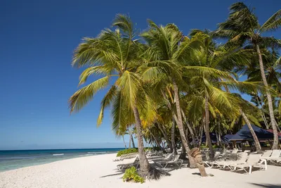 Отдых в Доминикане: курорты, экскурсии, климат, цены, кухня