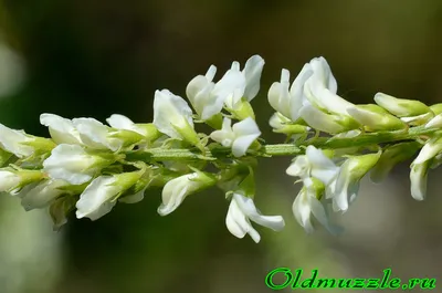 Растения Пензенской области: Донник белый