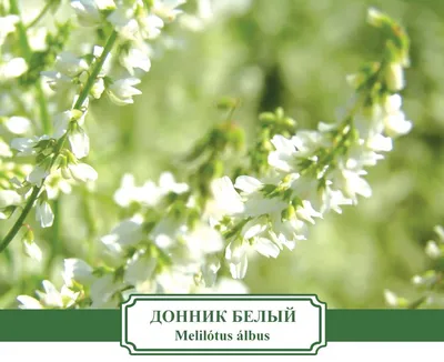 Полевые цветы. Донник белый. :: Валерия Комова – Социальная сеть ФотоКто