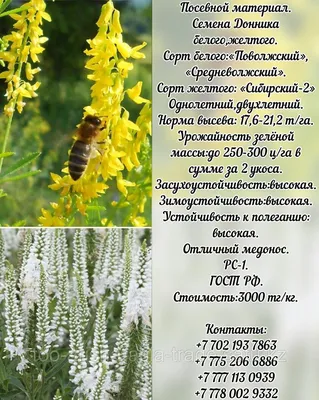 Семена Донник (белый, желтый, однолетний, двухлетний) РС - 1 Россия (id  97476912), купить в Казахстане, цена на Satu.kz