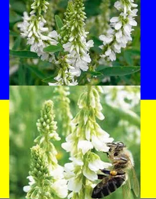 Растения Пензенской области: Донник белый