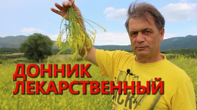 Различные травы, Сидераты С Алтайских полей Донник желтый - купить по  выгодным ценам в интернет-магазине OZON (588568735)