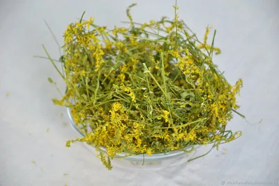 Семена донника желтого (двулетний) / Melilotus officinalis, ТМ OGOROD - 250  грамм купить недорого в интернет-магазине семян OGOROD.ua