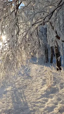 Синоптики рассказали, когда в Москву вернется зима – Москва 24, 12.12.2022