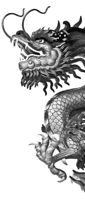 Набор голов дракона, черно-белые. Логотипы или татуировки - Ozero -  российский фотосток