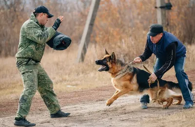 Дрессировка собак с использованием наказаний ведет к ухудшению благополучия  животных