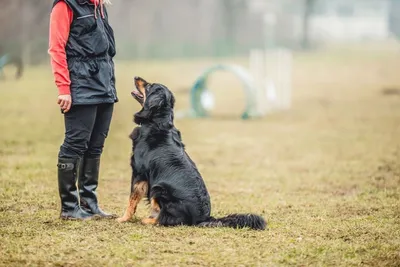 Курс дрессировки собаки собаки на защиту в Харькове