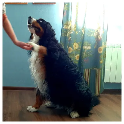 Дрессировка собак в Резекне. | Facebook