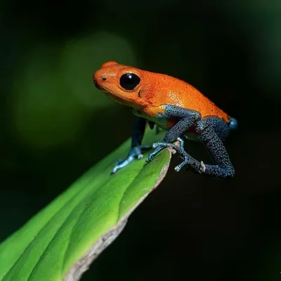 Что нужно знать о ядовитой лягушке древолаз» | «Живая Планета» | Дзен