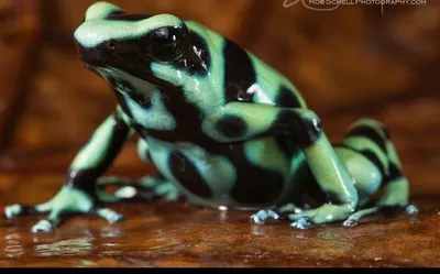 Science: ученые выяснили причину яркого окраса и появления токсинов у  ядовитых лягушек