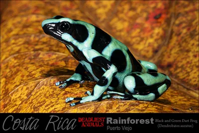 Dendrobates auratus - Красящий Древолаз | Хладнокровный Мир | Дзен