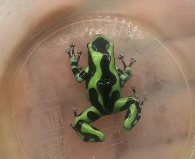 Фотография Красящий древолаз (Black and Green poison Dart Frog) из раздела  макро #3344502 - фото.сайт - sight.photo
