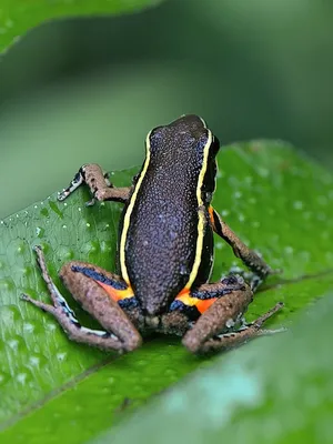 Ядовитые Лягушки, Древолазы Phyllobates Terribilis Опасное Животное Из  Тропических Лесов Колумбии. Токсичные Амфибия С Ярко-желтыми И Оранжевыми  Цветами Фотография, картинки, изображения и сток-фотография без роялти.  Image 67138016