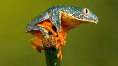 Правда о древолазах: домашних ядовитых лягушках | Пикабу