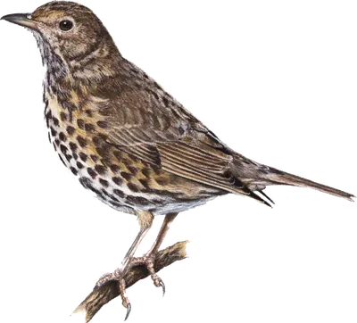 File:Drozd pevač (Turdus philomelos ), ptić; Song Thrush chick.jpg -  Wikimedia Commons
