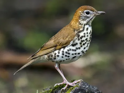 Лесной дрозд - eBird