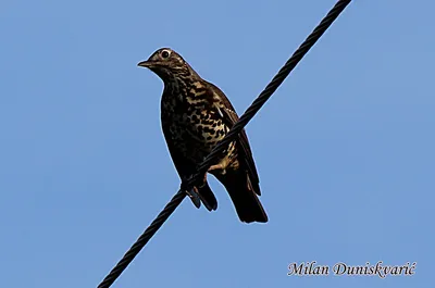 File:Drozd kolohrivý (Turdus torquatus) a (4834220566).jpg - Wikipedia