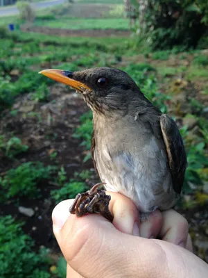 drozd hnědý (Turdus grayi) Clay-colored thrush | Petr Šimon