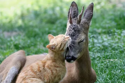 Репарин - Невероятная дружба животных: орангутан и собака!... | Facebook