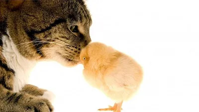 Странная дружба между животными разных видов - что их связывает? - BBC News  Русская служба