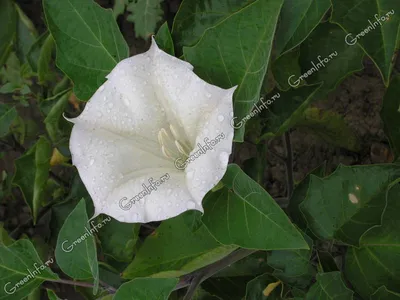 Джорджия О'Киф - Дурман (Белый цветок №1), 1932, 102×122 см: Описание  произведения | Артхив