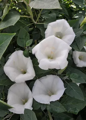 Дурман Индийский Белый, Семена экзотических и редких растений - Дурман  индийский белый Datura metel Linnaeus white