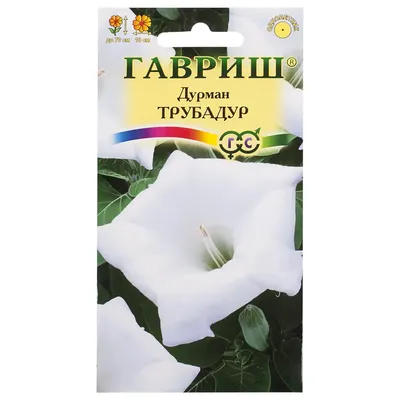 Дурман безвредный (Datura metelloides)