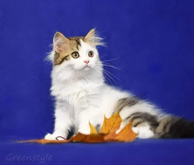 Дразнилка-удочка для кошек супердлинная, на присоске, 110см, 84527, CATTYMAN