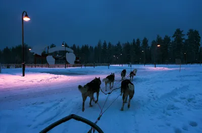 Одежда для собак PIFPAF DOG Жилет двухсторонний Арт: 19306659 - «Яркая и  комфортная для собаки, но подойдет только для осени. Про плюсы и минусы  данной жилетки. » | отзывы