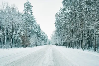 Снежная дорога в зимнем лесу с движущейся машиной | Премиум Фото