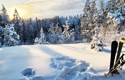 В ЛНР произошел снежный апокалипсис: такого давно здесь не видели – кругом  оборванные провода и упавшие деревья
