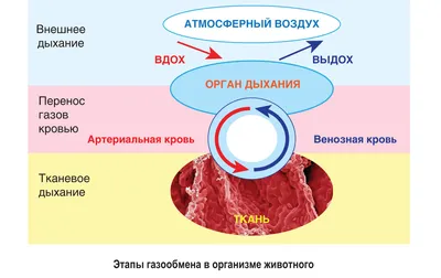 Двойное дыхание у птиц