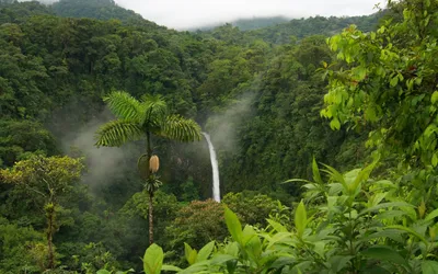 Самые большие джунгли в мире. Тут 30% всех видов животных и растений  планеты | PageTravel | Дзен